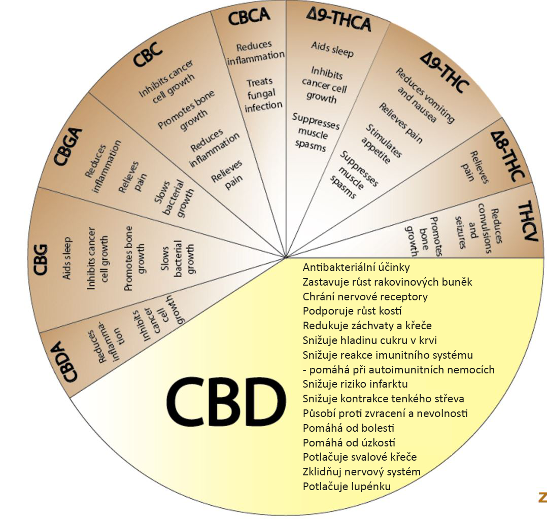 cbd olej ucinky